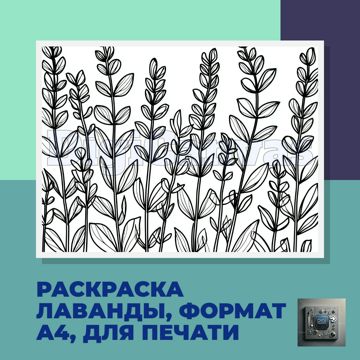 Раскраска лаванда для детей, формат А4, для печати - DigiCanvas ...
