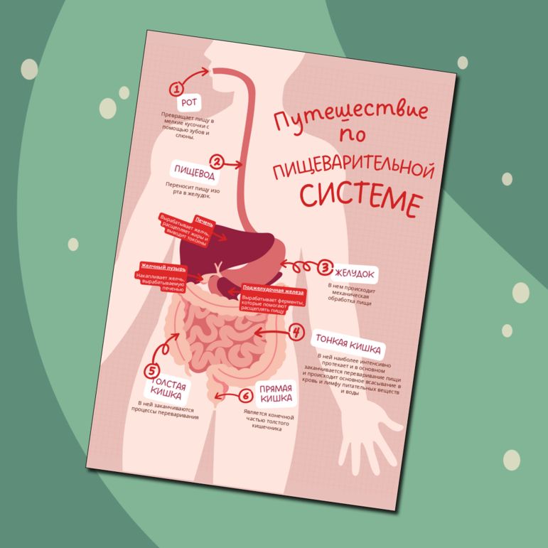Плакат. Путешествие по пищеварительной системе