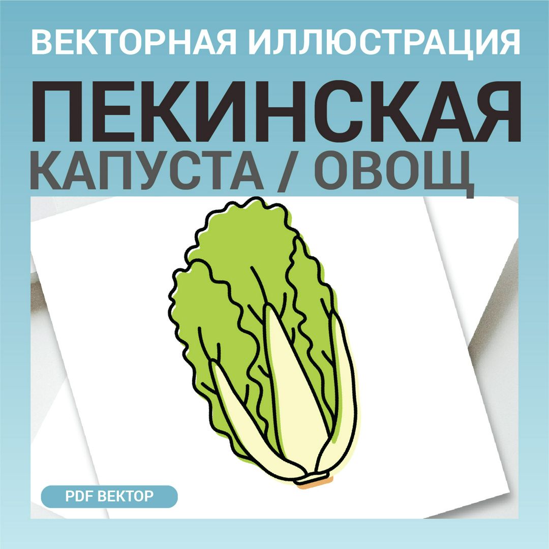 Пекинская капуста в стиле дудл без фона. Векторная картинка pdf. Овощ в векторе. Для меню, рецептов