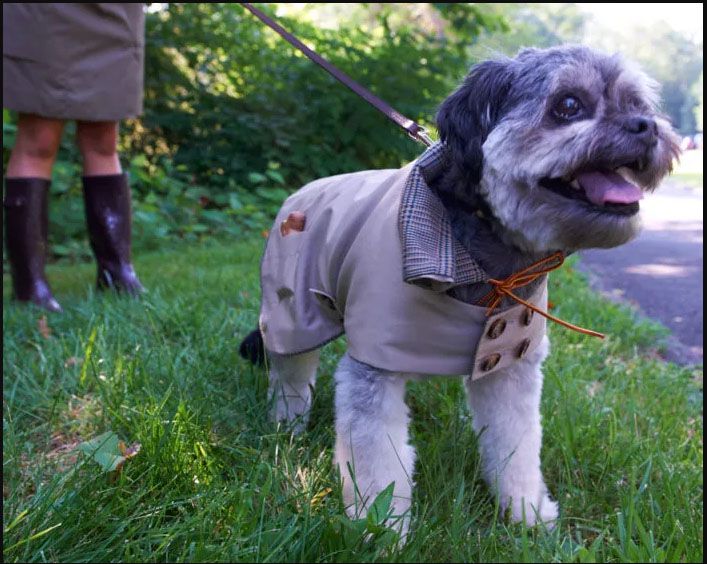 Одежда для собак - куртка/дождевик в стиле Burberry