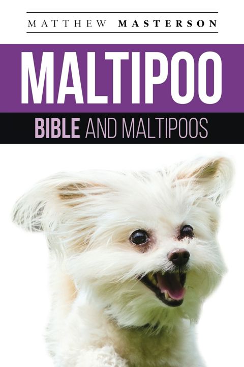 Maltipoo Bible And Maltipoos. Your Perfect Maltipoo Guide Maltipoo, Maltipoos, Maltipoo Puppies, ...