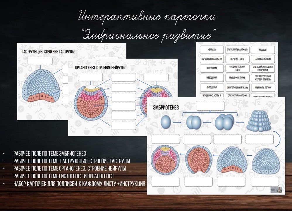 Интерактивные карточки "Эмбриональное развитие"