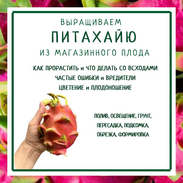 Выращиваем Питахайю (Драконий фрукт) дома из магазинного фрукта. От ...