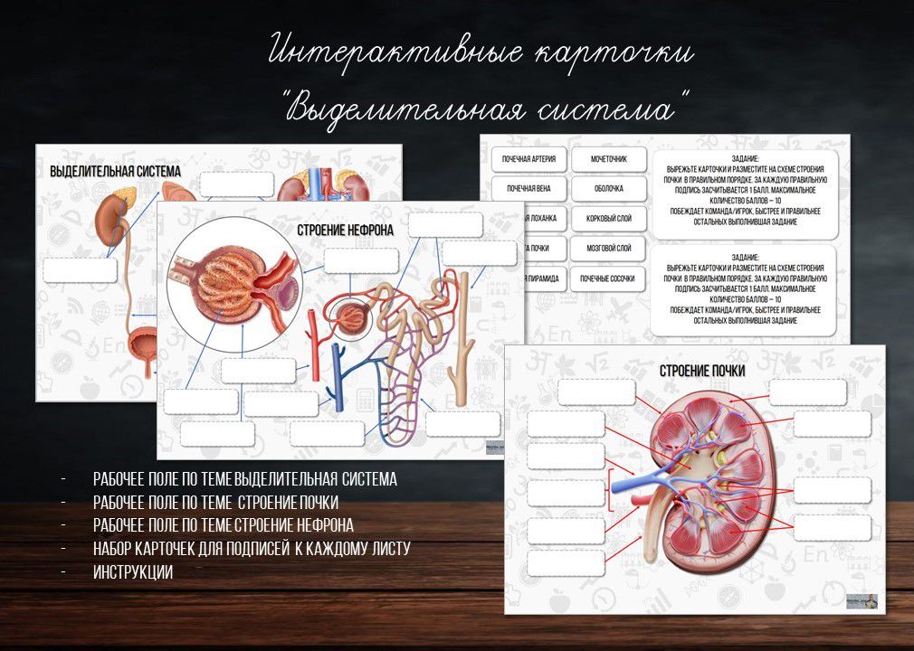 Интерактивные карточки "Выделительная система"