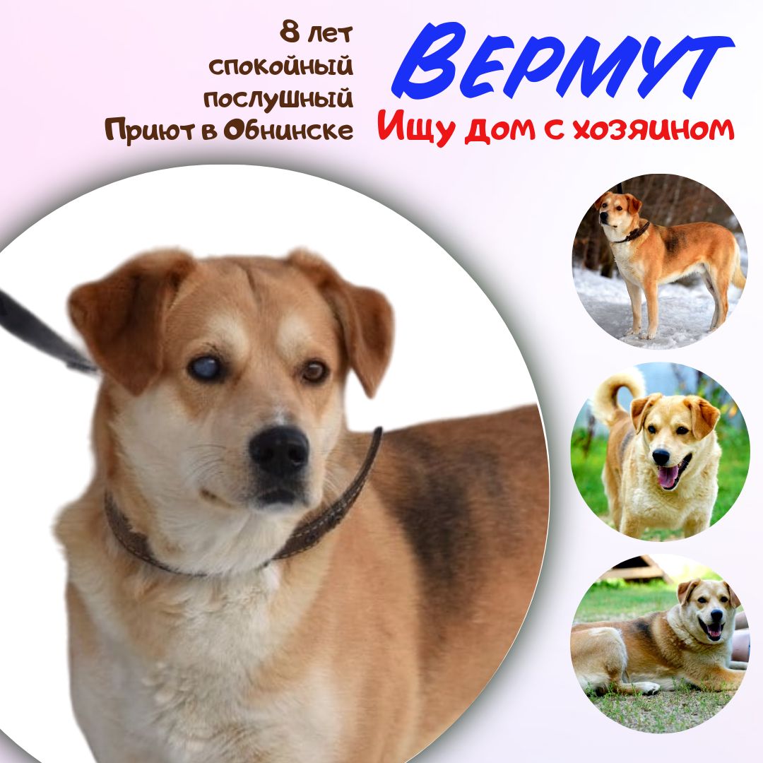 Помочь псу Вермуту