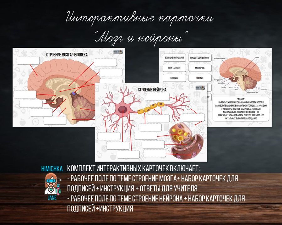 Интерактивные карточки "Мозг и нейроны"