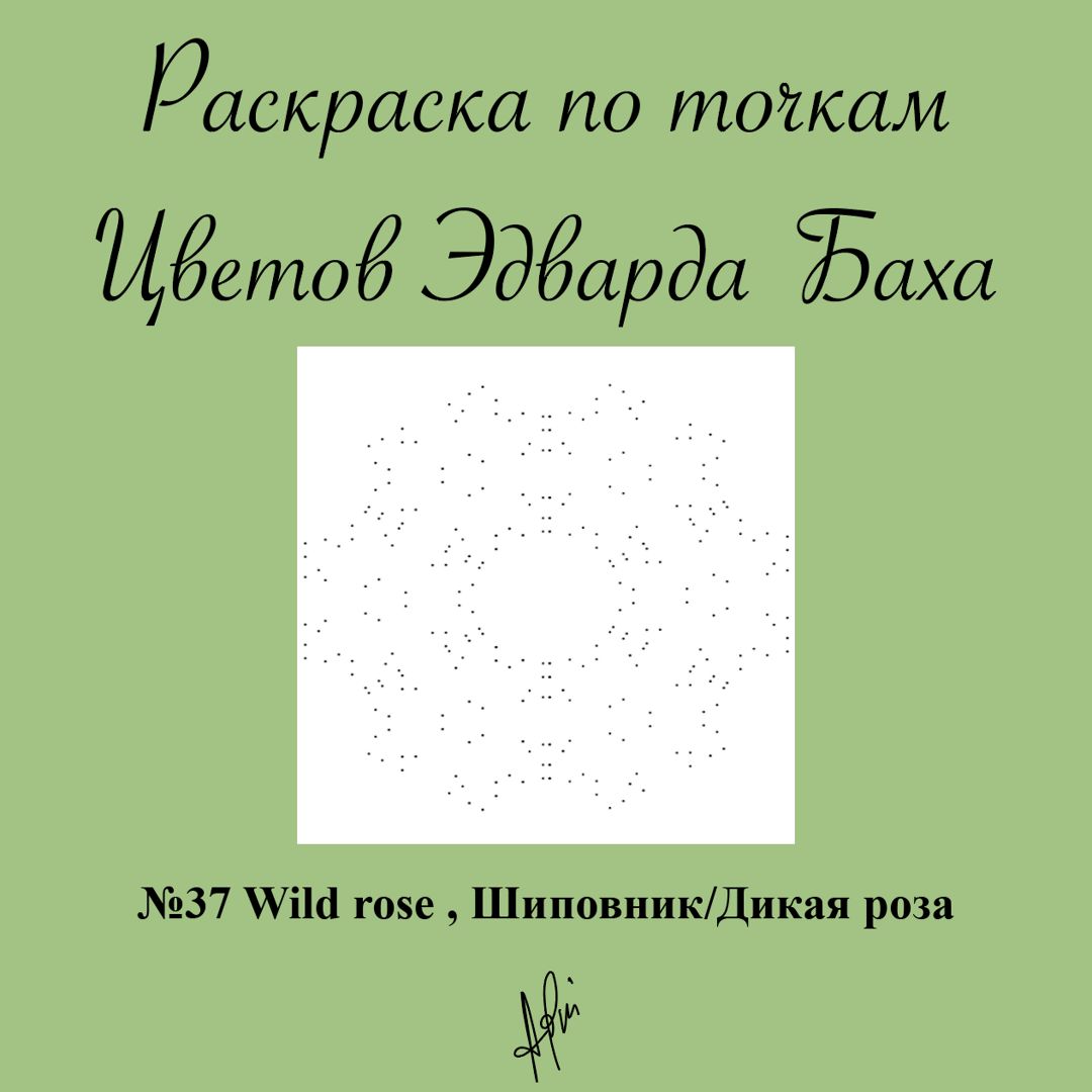 Раскраска по точкам №37 Wild rose , Шиповник/Дикая роза, Цветок Эдварда Баха, антистресс