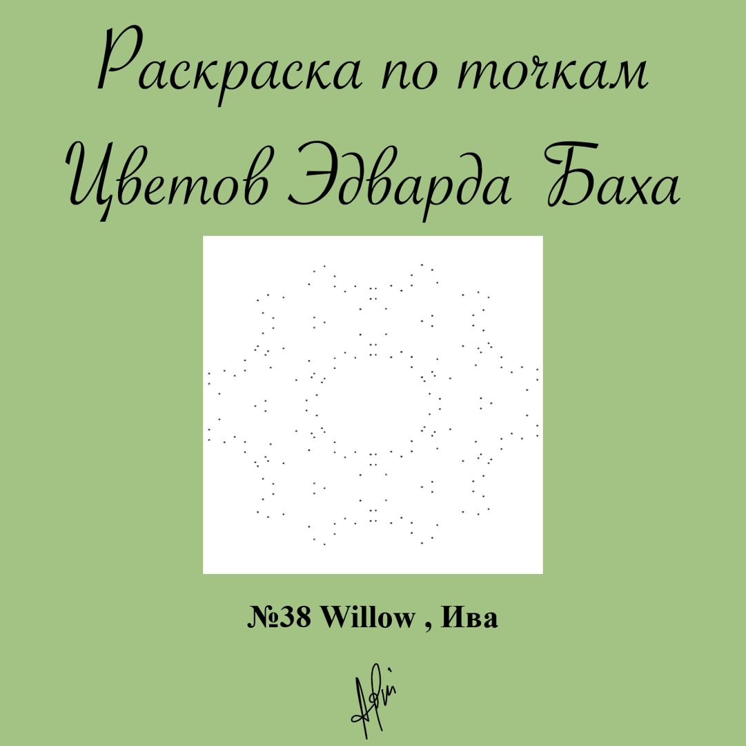 Раскраска по точкам №38 Willow , Ива, Цветок Эдварда Баха, антистресс