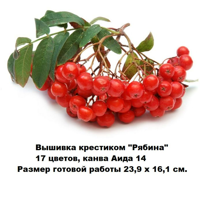 Схема для вышивки крестиком "Ветка Рябины", 17 цветов, размер готовой работы ок 24 х16 см.