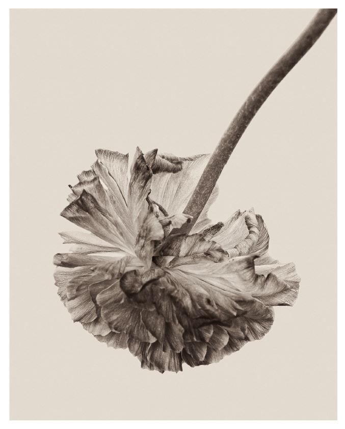 Цифровой постер "Портрет Цветка 5", формат для печати до 30х42 см (А3), 1 шт