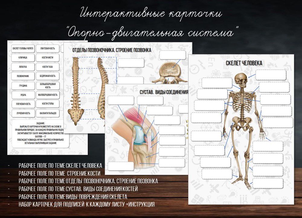 Интерактивные карточки "Опорно-двигательная система"