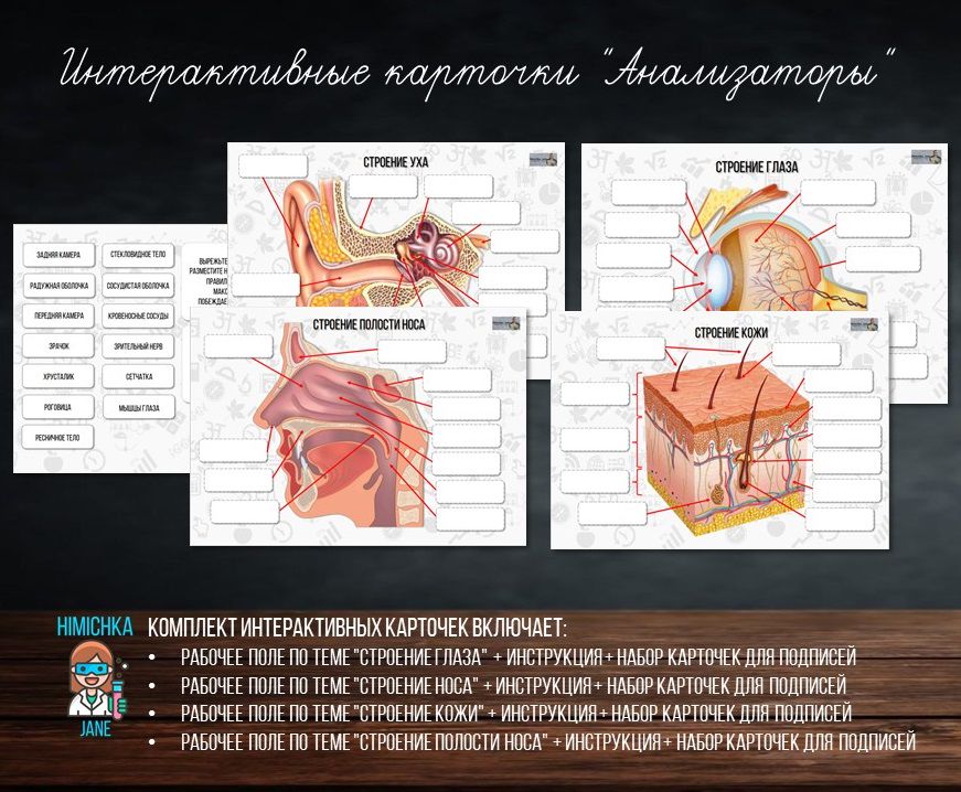 Интерактивные карточки "Анализаторы"