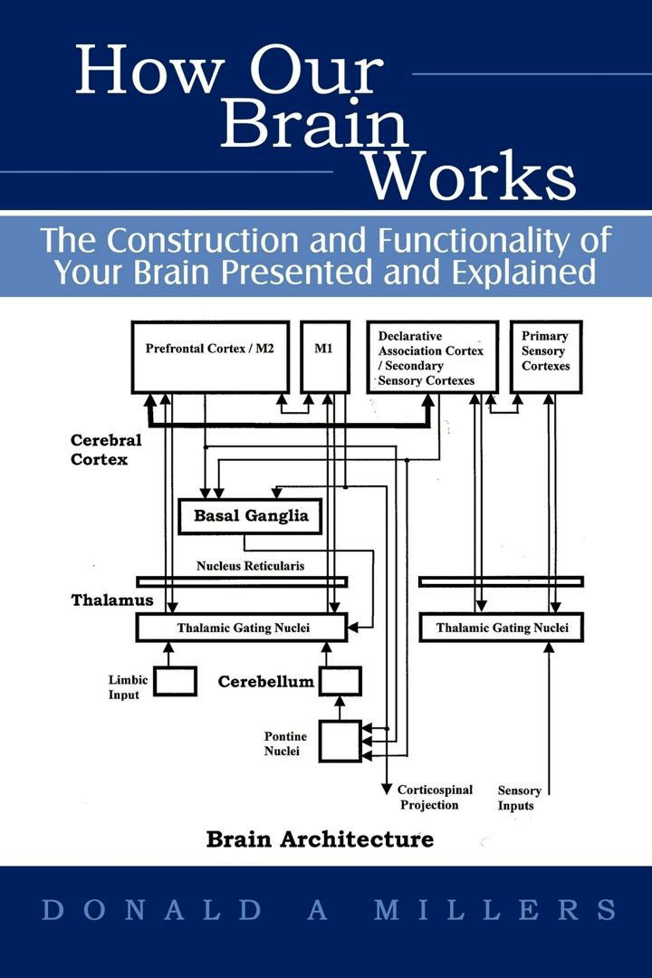 How Our Brain Works. The Construction and Functionality of Your Brain Presented and E...