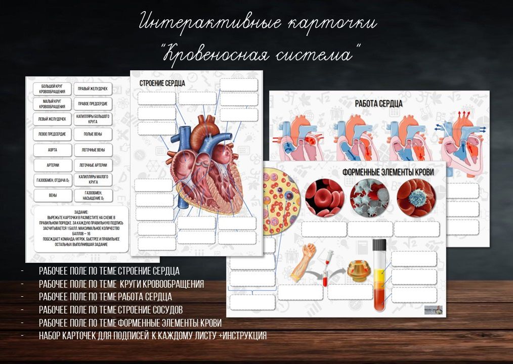 Интерактивные карточки "Кровеносная система"