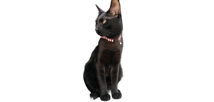 Черная кошка. Принт для печати на кружке 330 мл