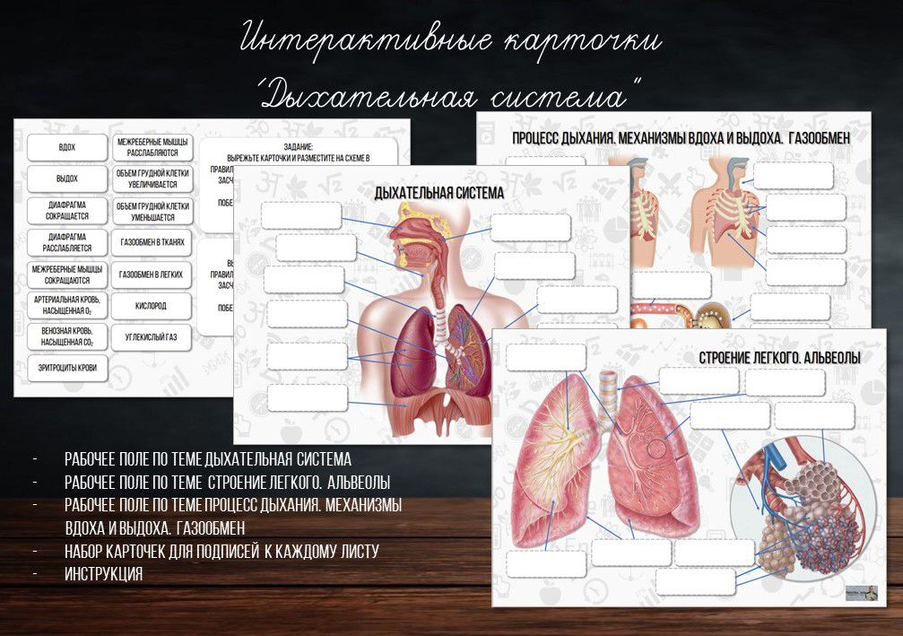 Интерактивные карточки "Дыхательная система"