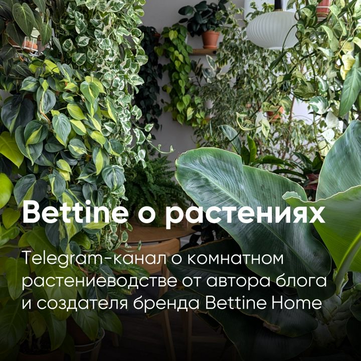 Telegram-канал Bettine о растениях