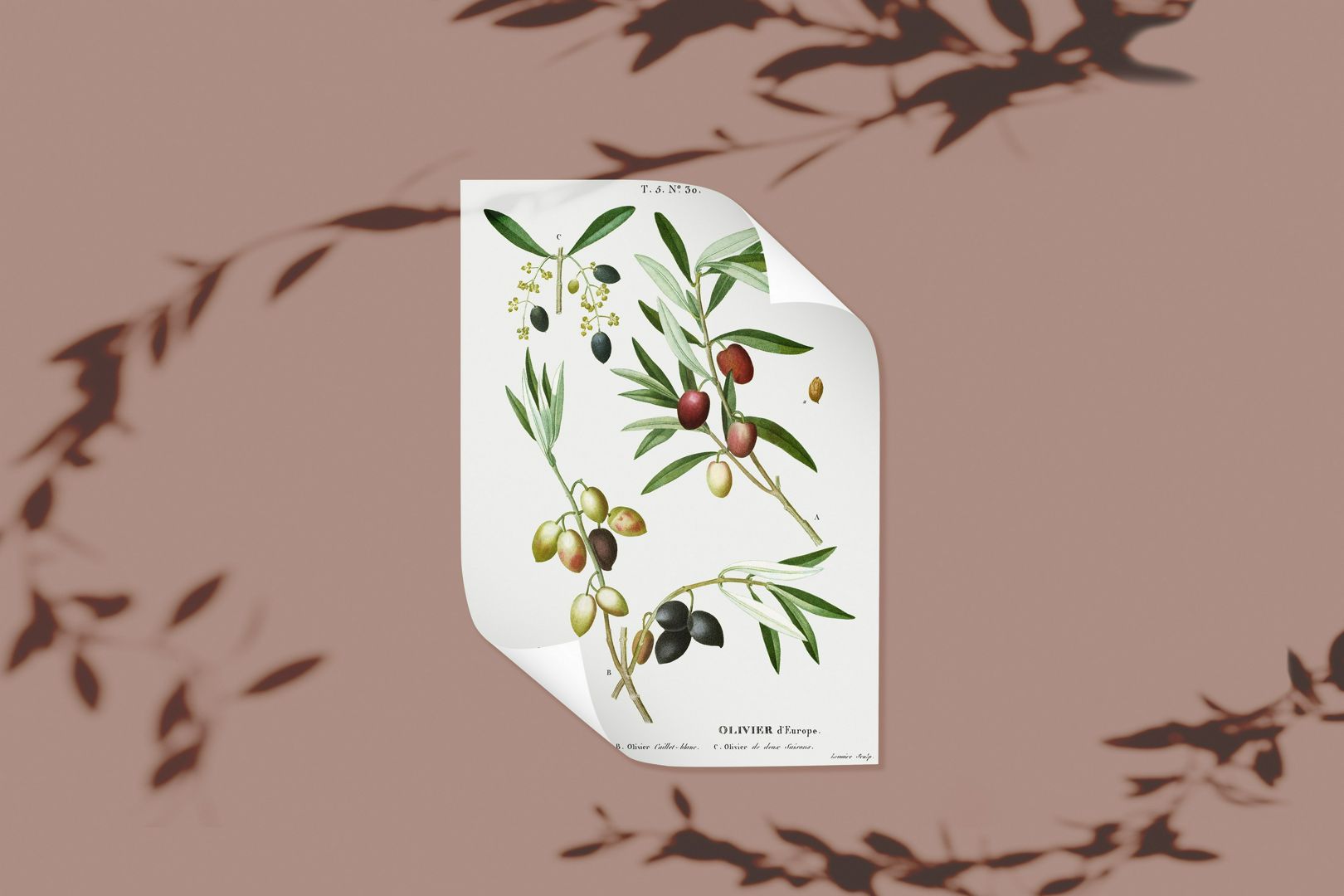 Принт ботаника для печати А4 декор, декупаж, панно, плакат