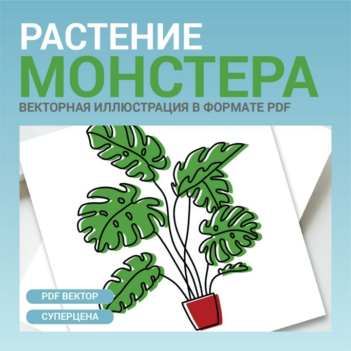 Комнатное растение Монстера. Векторная картинка pdf. Высокая четкость при любом масштабе