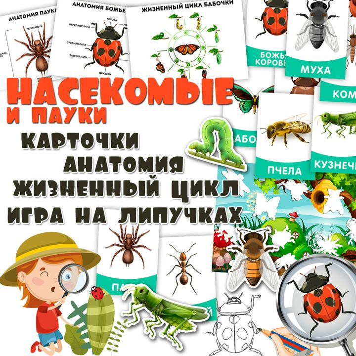 Насекомые и пауки / дидактические карточки и игры / жизненный цикл, анатомия насекомых / 21 страница