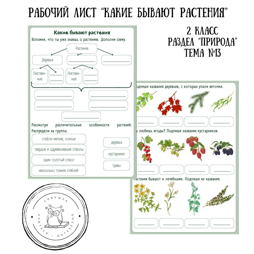 Рабочий лист "Какие бывают растения"