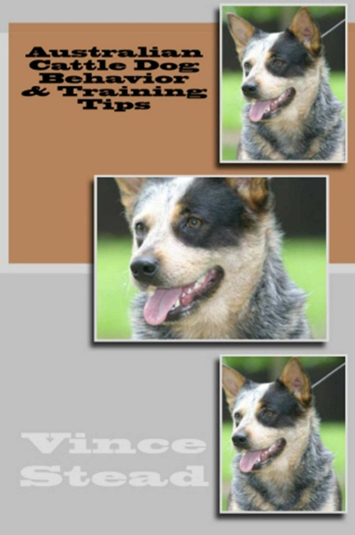 Australian Cattle Dog Behavior & Training Tips