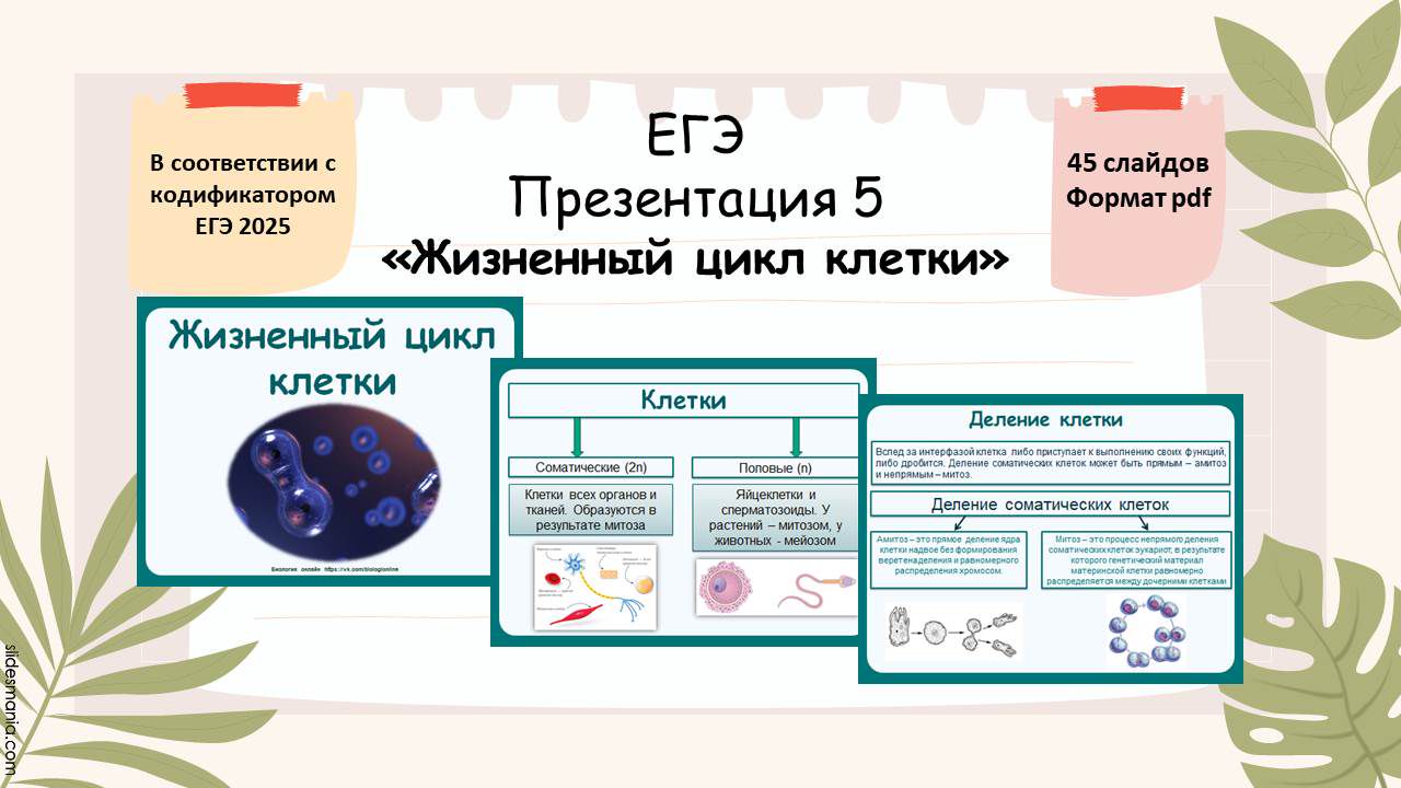 Презентация 5 ЕГЭ «Жизненный цикл клетки»