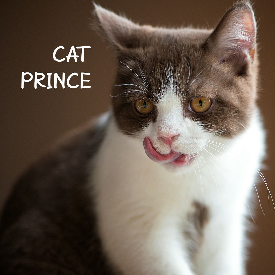 Кот "Принц"
