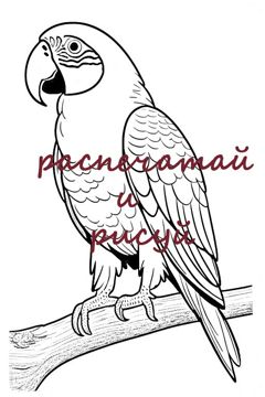 Раскраска для детей «Распечатай и рисуй» попугай, размер A4, в формате ...