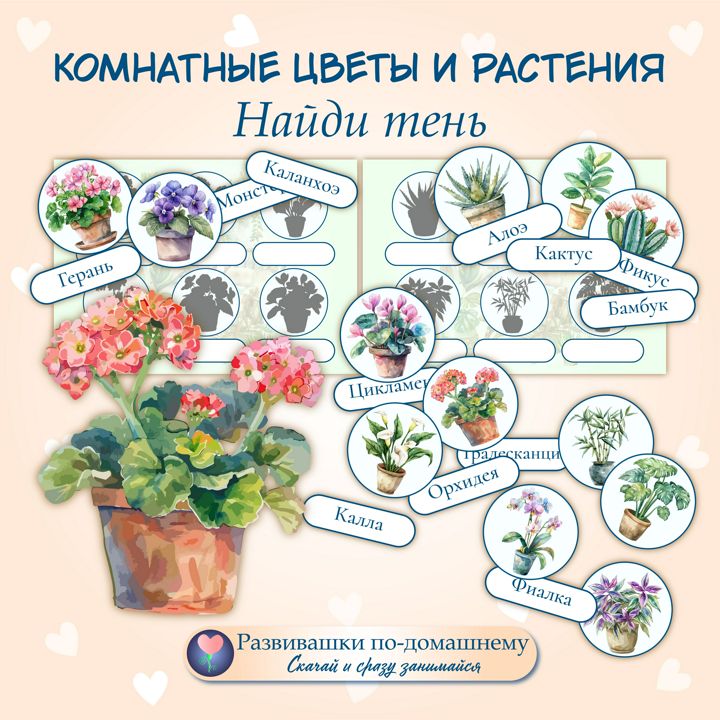 Комнатные цветы. Найди тень