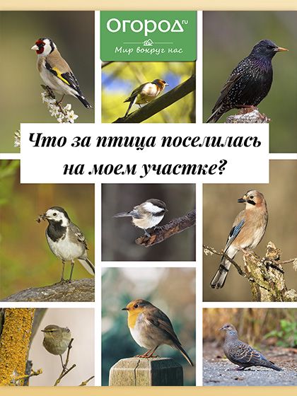 Птицы в саду - Гид. Огород.ru